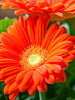 Gerbera Plant Orange  - Top Bed Room