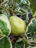 Guava Variegata (Grafted) - Fruit Plants & Trees