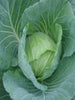 Cabbage NS 183-Vegetable Seeds - Exotic Flora