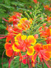 Caesalpinia/Shankasur Red - Flowering Shrubs