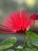 Calliandra/Powder Puff Red - Avenue Trees