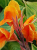 Cannas Dwarf Orange - Flowering Plants - Exotic Flora