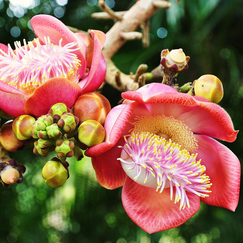 cannonball tree bonsai Cannon Ball Tree