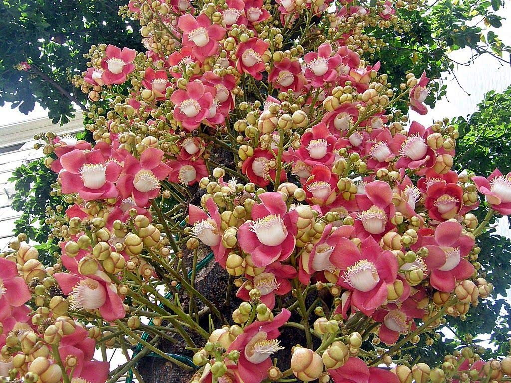 Cannonball / Kailash Pati - Avenue Trees– Exotic Flora