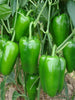 Capsicum-Vegetable Seeds - Exotic Flora