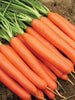 Carrot-Vegetable Seeds - Exotic Flora