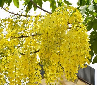 Cassia fistula / Indian laburnum - Avenue Trees