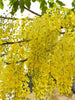 Cassia fistula / Indian laburnum - Avenue Trees