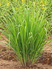 Citronella Grass - Herb Plants