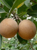 Sapota Cricket Ball (Grafted) - Fruit Plants & Tree