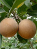 Sapota Cricket Ball (Grafted) - Big Size Plants
