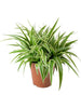 Chlorophytum comosum/Spider Plant - Indoor Air-Purifying