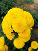 Chrysanthemum marigold - Seasonal Plants