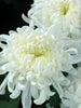 Chrysanthemum star white - Seasonals