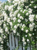 Rosa Crimson Glory White - Creeper & Climbers