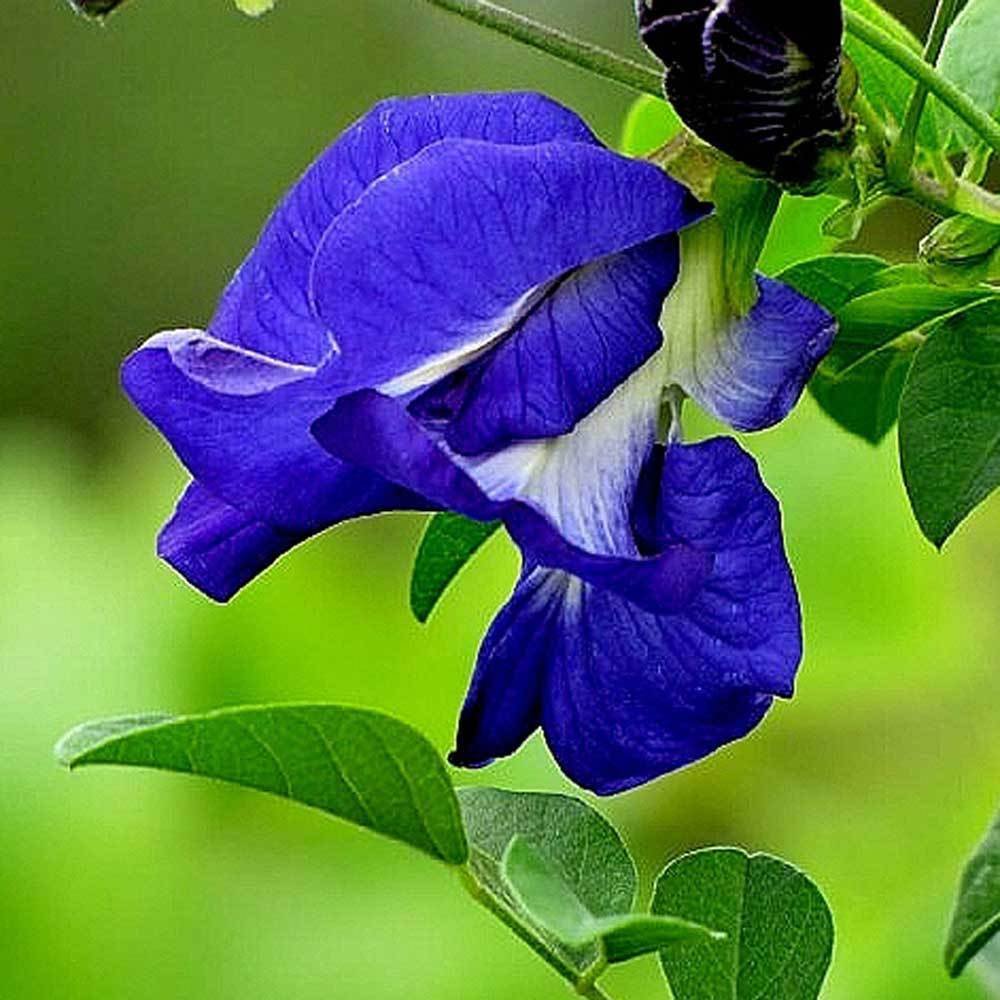 Clitorea ternatea Blue Double - Creepers & Climbers – Exotic Flora