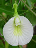 Clitorea ternatea White - Creeper & Climbers