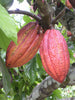 Cocoa  Fruit - Fruit Plants & Tree - Exotic Flora