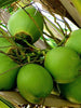 Coconut-Hybrid- Fruit Plants & Tree - Exotic Flora