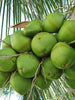 COCONUT - GANGA BONDAM - Fruit Plants