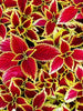 Ornamental Coleus - Red Green