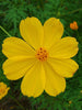 Cosmos-Flower Seeds - Exotic Flora