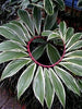 Spiral Costus Variegata - Ornamental Plant
