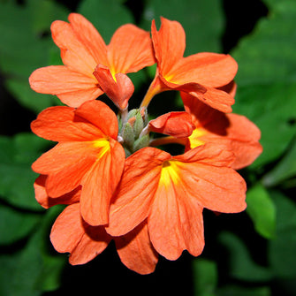 Cossandra soundarya - Flowering Plants - Exotic Flora