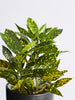 Gold Dust Croton - Ornamental Plants