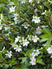 Cuphea hyssopifolia White - Ornamental Flowering Plants