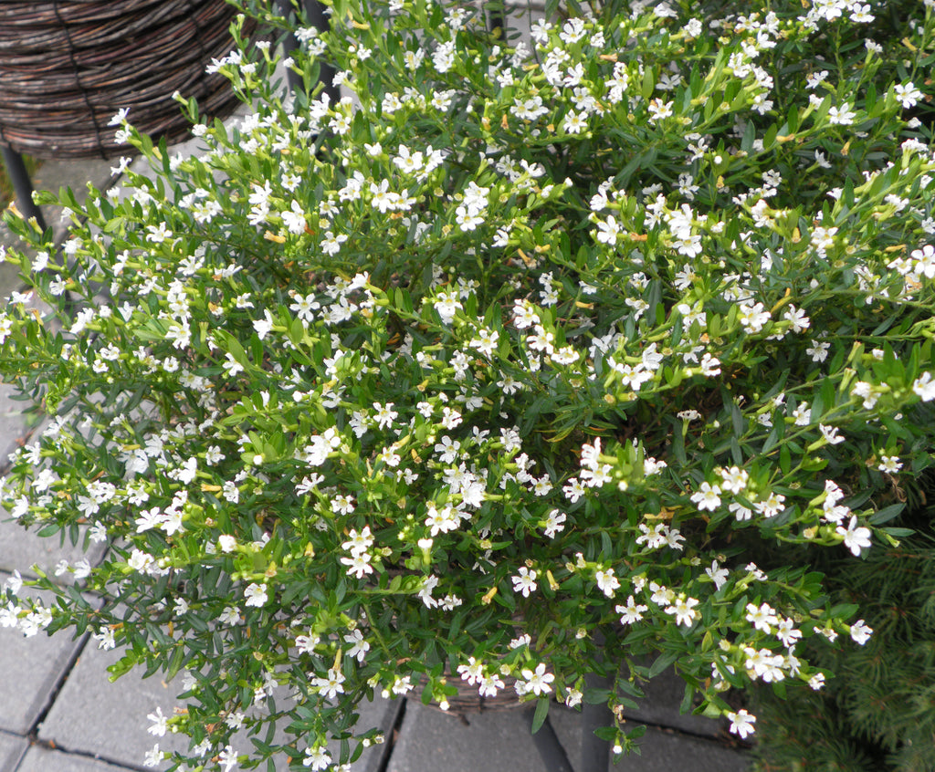 Cuphea hyssopifolia White - Ornamental Flowering Plants – Exotic Flora