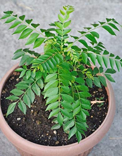Curry Leaf plant- KITCHEN Plants & Tree Exotic Flora