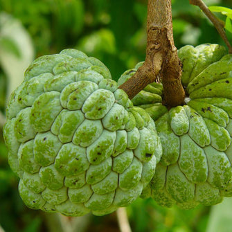 Custard Apple Balanagar - Big Size Plants - Exotic Flora
