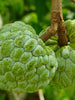 Custard Apple Balanagar - Big Size Plants - Exotic Flora