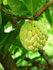 Custard Apple Gold(Grafted) - Fruit Plants & Tree