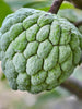 Custard Apple Balanagar (Grafted) - Fruit Plants & Tree