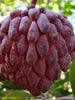 Custard Apple Red(Grafted) - Fruit Plants & Tree