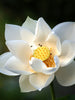 Lotus White - Aquatic Plants