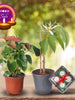 Diwali Plant Gifts - Anthurium Red & White Champa With Clay Diyas