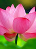 Pink Lotus - Aquatic Plants