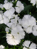 Dianthus White - SEASONALS - Exotic Flora