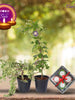 Diwali Plant Gifts - Jade Green & Passion Flower Purple With Clay Diyas