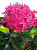 Ixora Desi Pink - Flowering Shrub