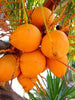 Coconut Ceylon Orange - Fruit Plants