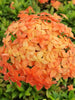 Ixora Mini Dwarf Orange - Flowering Plant