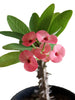 Euphorbia Pink - Flowering Cactus