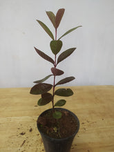 Guava Black - Fruit Plants & Tree