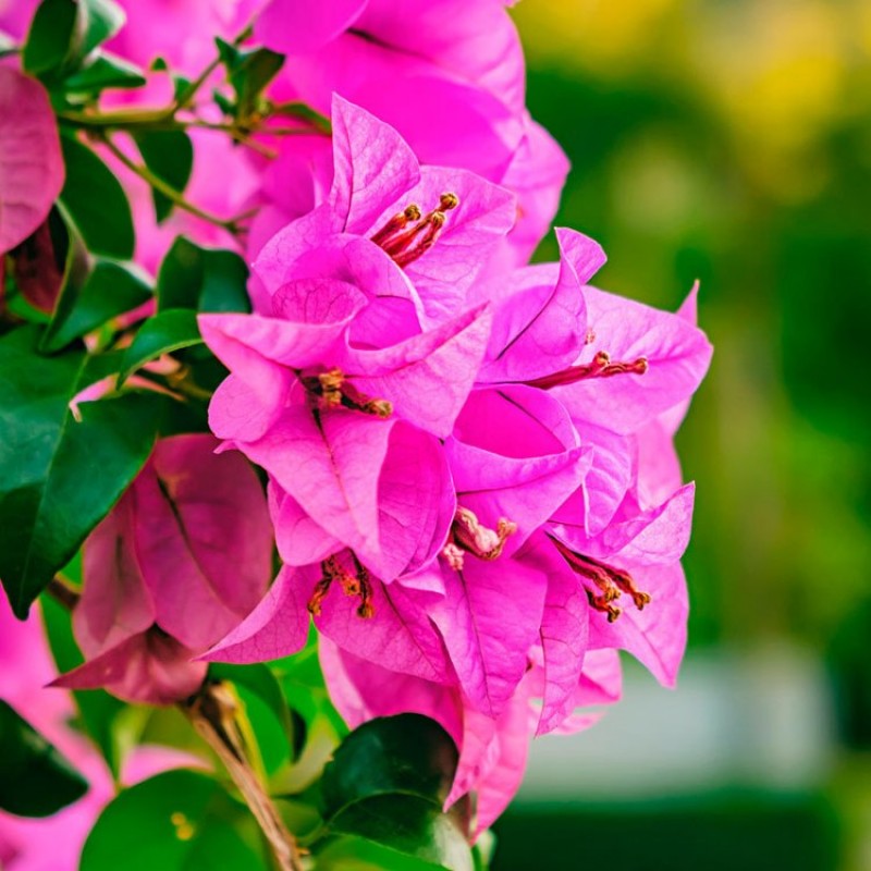 Bougainvillea Torch Glow- Flowering Shrubs– Exotic Flora