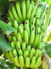 Curry Banana (Musa sapientum) - Indian Fruit Plants