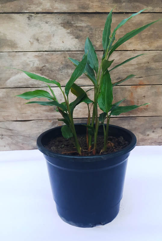 elaichi plant in pot Elaichi/True Cardamom